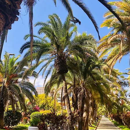 Palm Avenue - Adults Only - Apartmán *